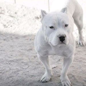 Meet your Posher, Zarrian